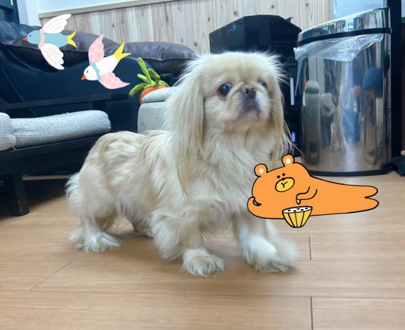 ペキニーズ