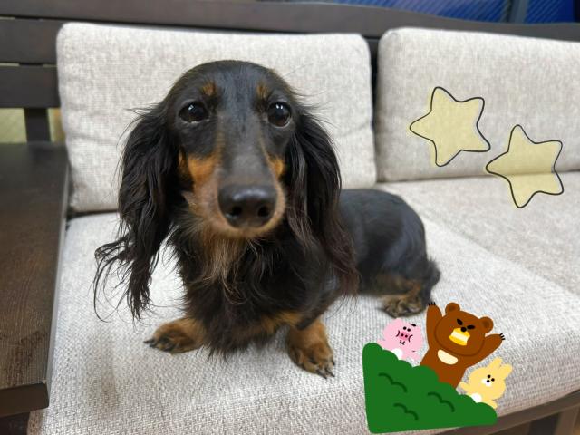 カニンヘンダックスフンド