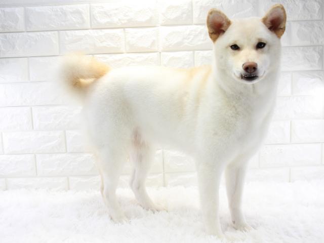 柴犬 白くてかわいい