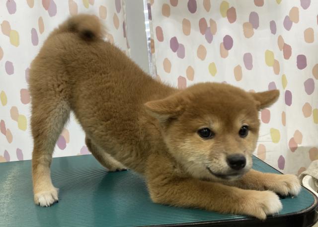 柴犬