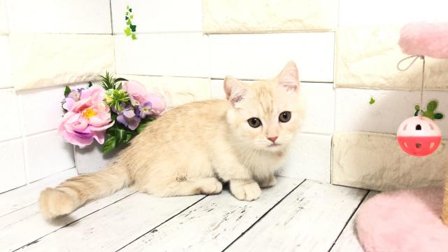マンチカン