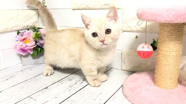 マンチカン