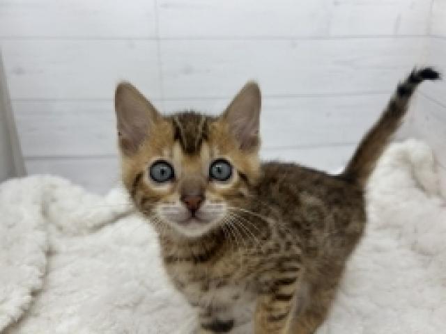 ベンガル