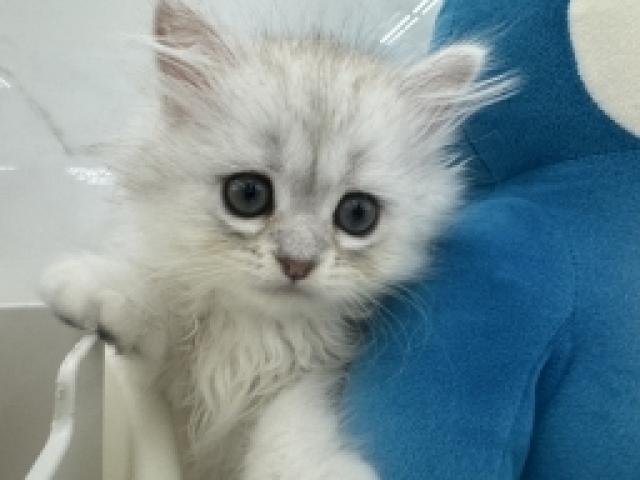 ペルシャ・ヒマラヤン