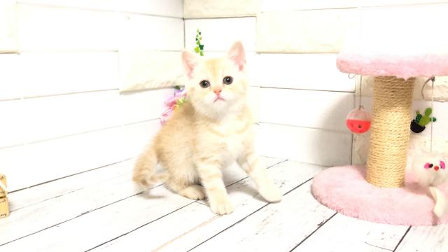 マンチカン