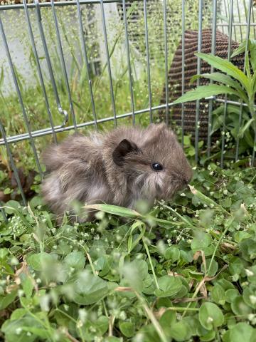 巻き毛モルモット