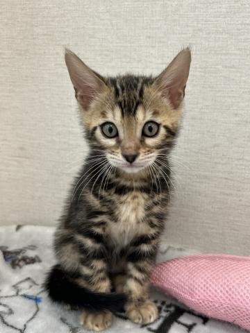 ベンガル