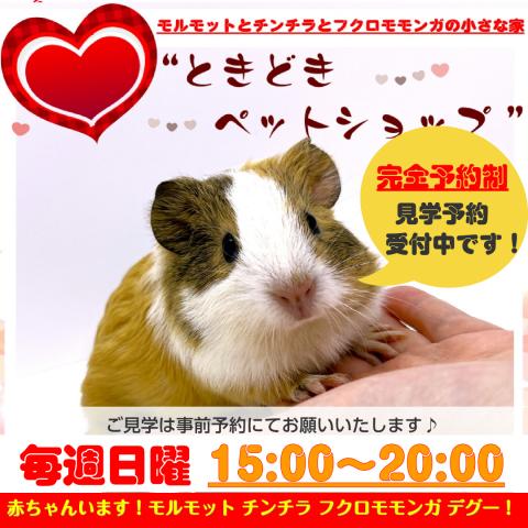 ときどきペットショップ|モルモットとフクロモモンガとチンチラの小さな家