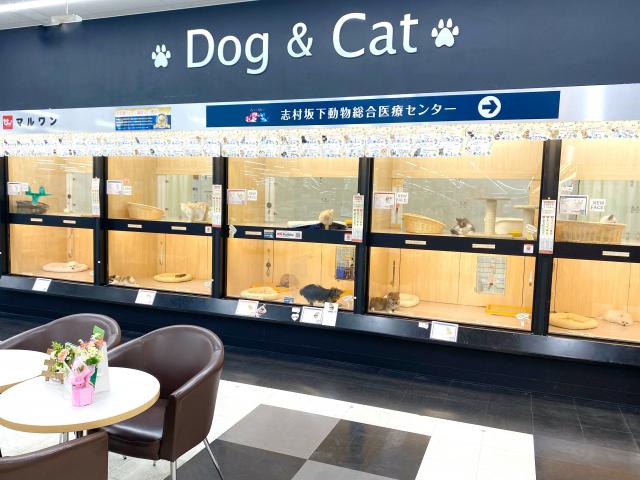 ペットショップ　マルワン板橋志村坂下店 