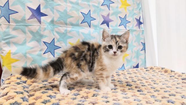 スコティッシュフォールド