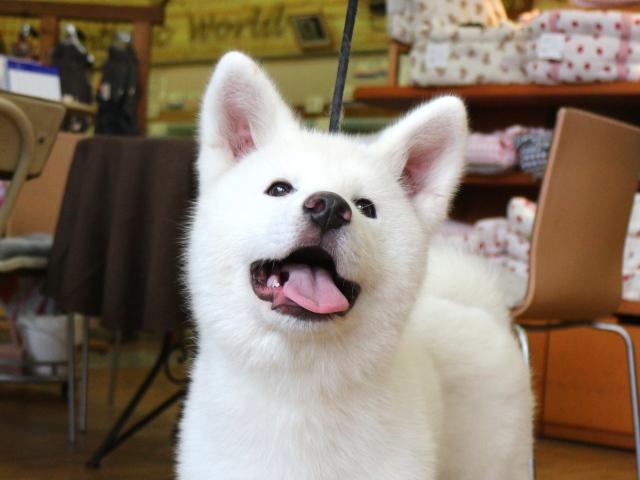 秋田犬