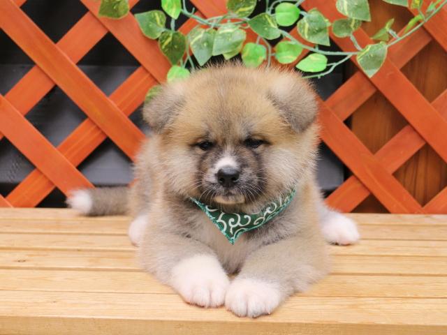 秋田犬