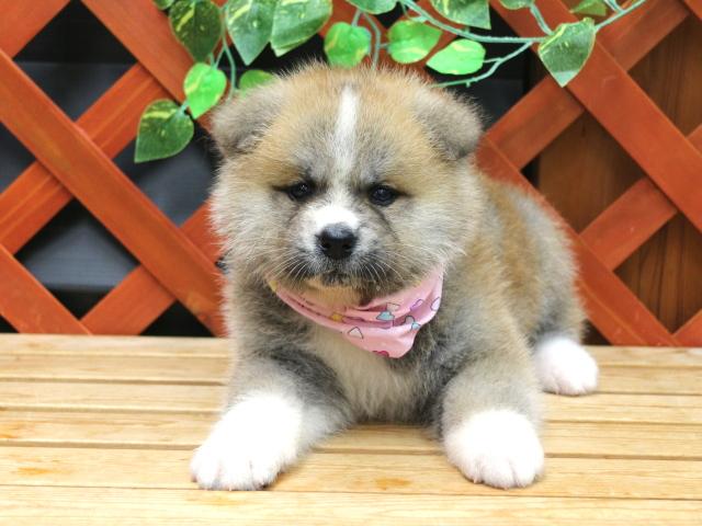 秋田犬