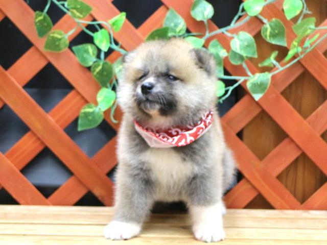 秋田犬