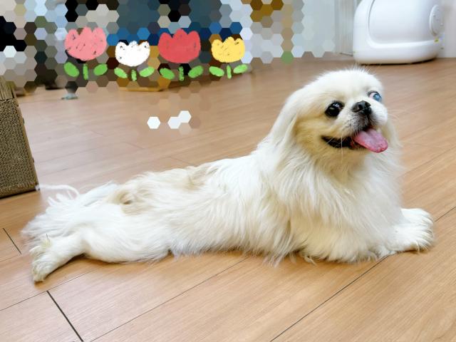 ペキニーズ