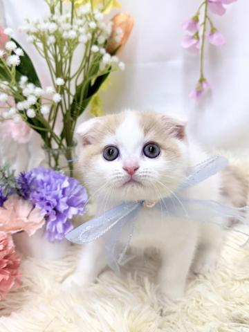 スコティッシュフォールド