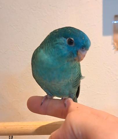 サザナミインコ　ブルー(ターコイズ)