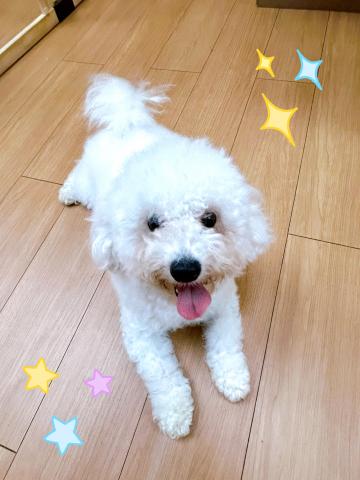 ビションフリーゼ