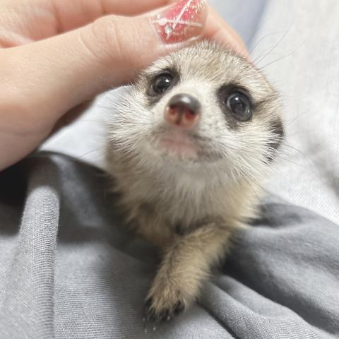 ミーアキャット