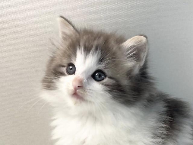 ノルウェージャンフォレストキャット