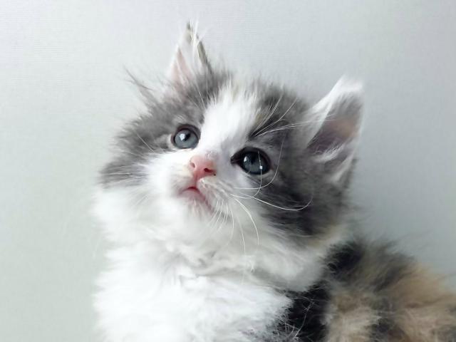 ノルウェージャンフォレストキャット