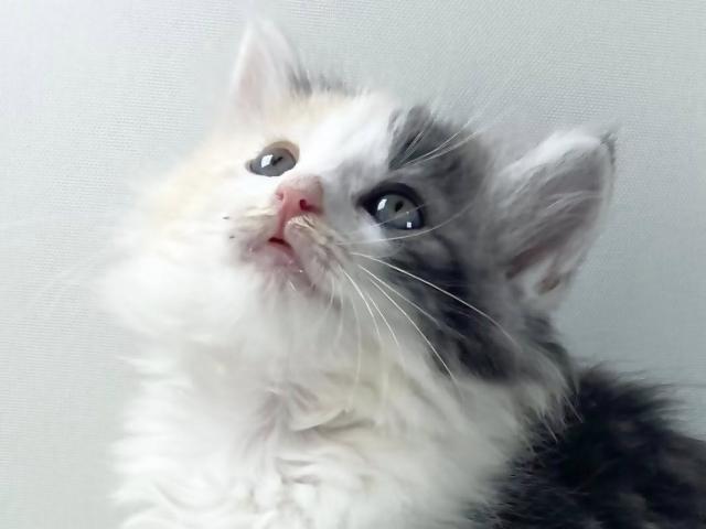 ノルウェージャンフォレストキャット
