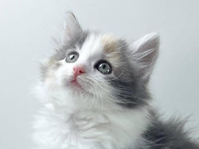 ノルウェージャンフォレストキャット