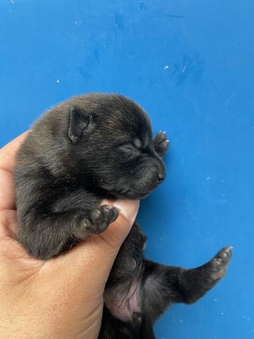 MIX柴犬✖️甲斐犬　中虎毛の女の子♪