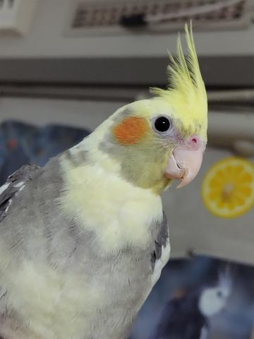 可愛い手乗りオカメインコ