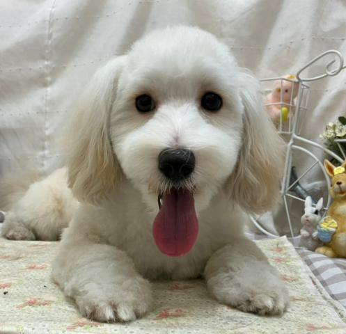 MIX