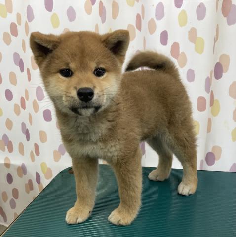 柴犬