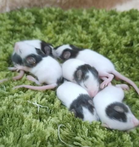 パンダマウス
