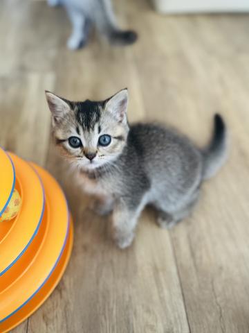 ブリティッシュショートヘア