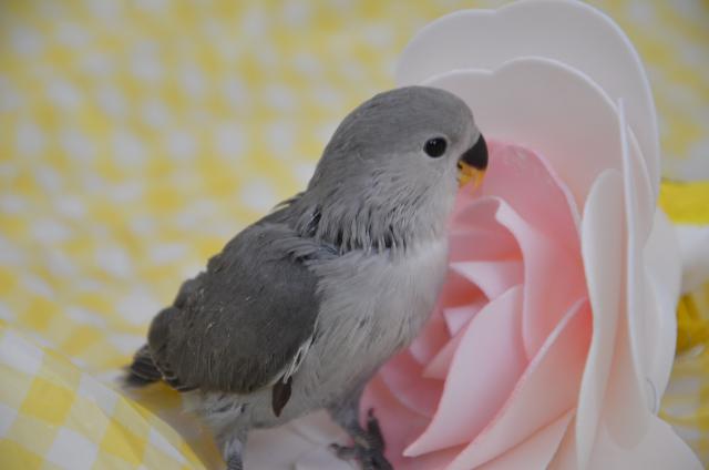 コザクラインコ