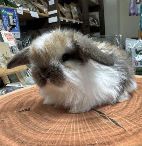 ホーランドロップ