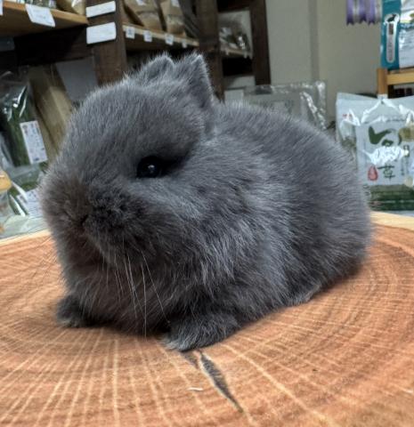 ネザーランドドワーフ