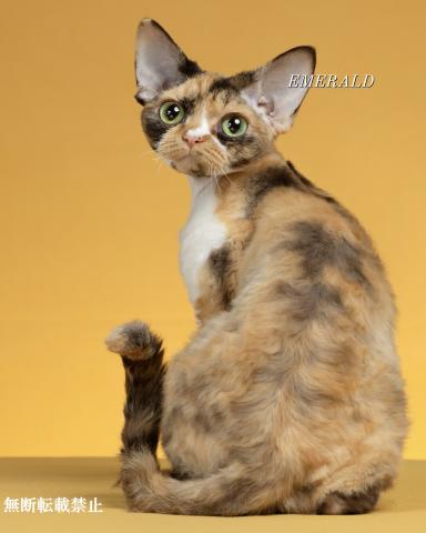 CATTERY EMERALD SPIRIT (デボンレックス子猫)