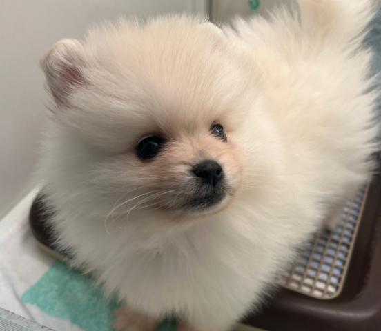 ポメラニアン