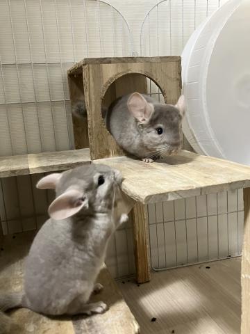 チンチラ　ブラウン系エボニー　タン