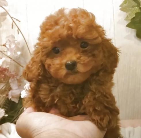 ティーカッププードル