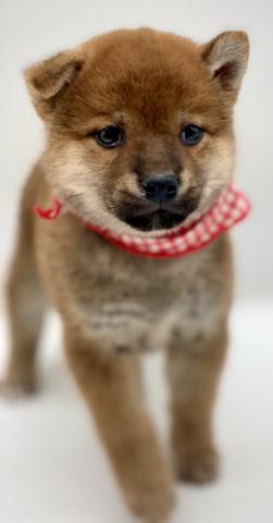 柴犬