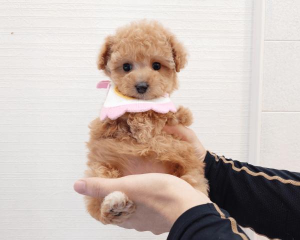 トイプードル