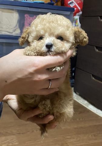 トイプードルティーカップサイズ