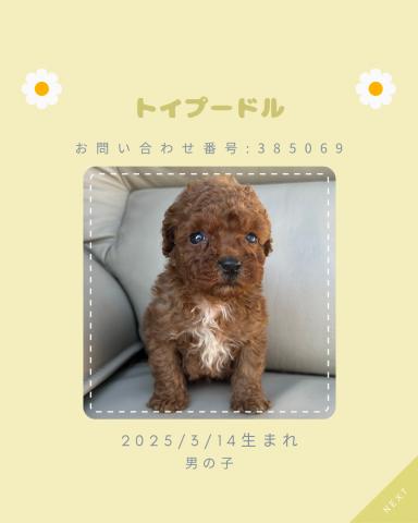 トイプードル