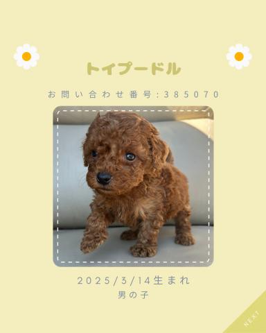 トイプードル