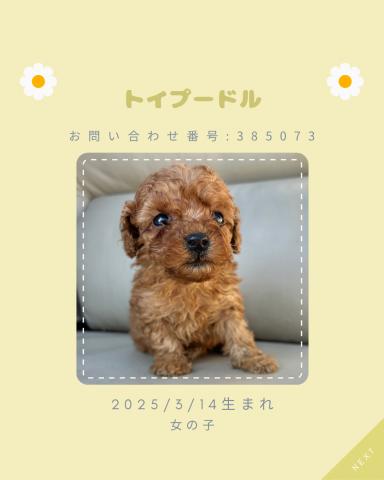 トイプードル