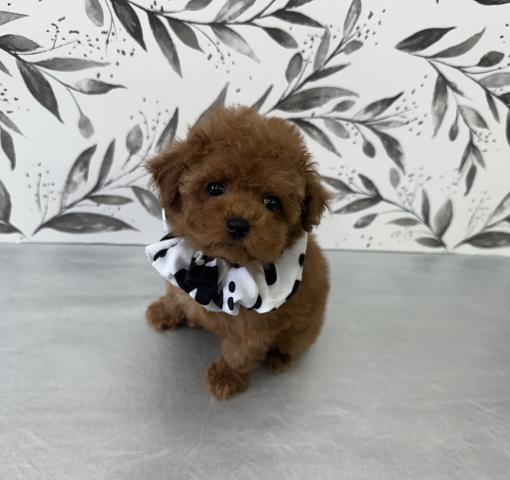 トイプードル♪成犬時2.0〜2.4kg予想