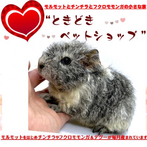 🐹期間限定15パーセントOFFクーポン配布中！