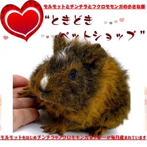 💖期間限定15パーセントOFFクーポン配布中