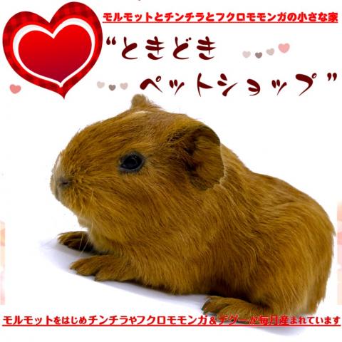 🐹期間限定15パーセントOFFクーポン配布中